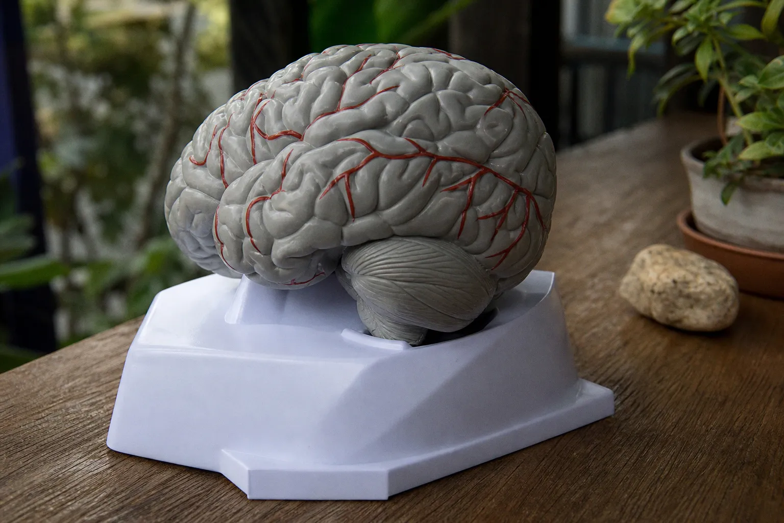 Experts warn 'neuroplasticity' hype risks distorting brain science