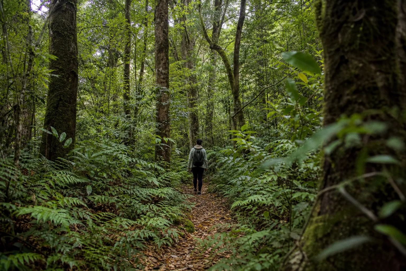 Why Forest Walks and Birdsong Are Essential for Your Mental Restoration
